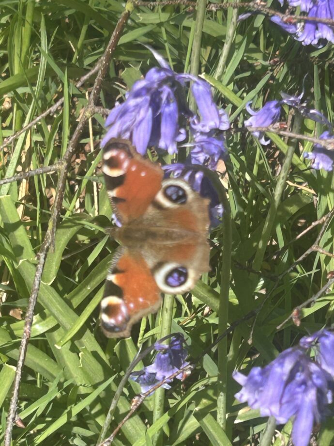 Planet Shakti Butterfly June